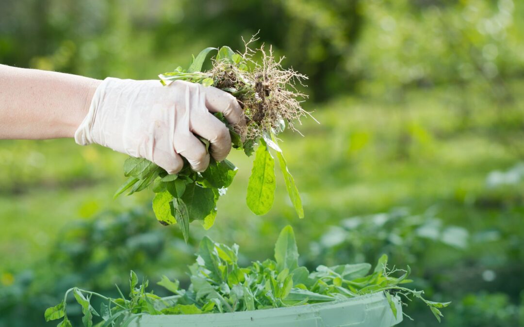 Désherbage et débroussaillage : L’importance d’un terrain bien entretenu