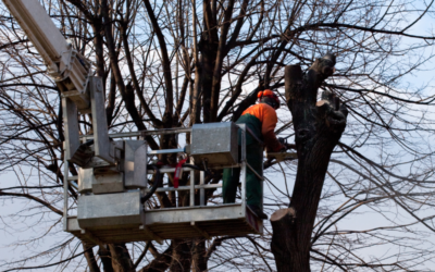 Pourquoi élaguer vos arbres ? Les bienfaits d’un élagage régulier